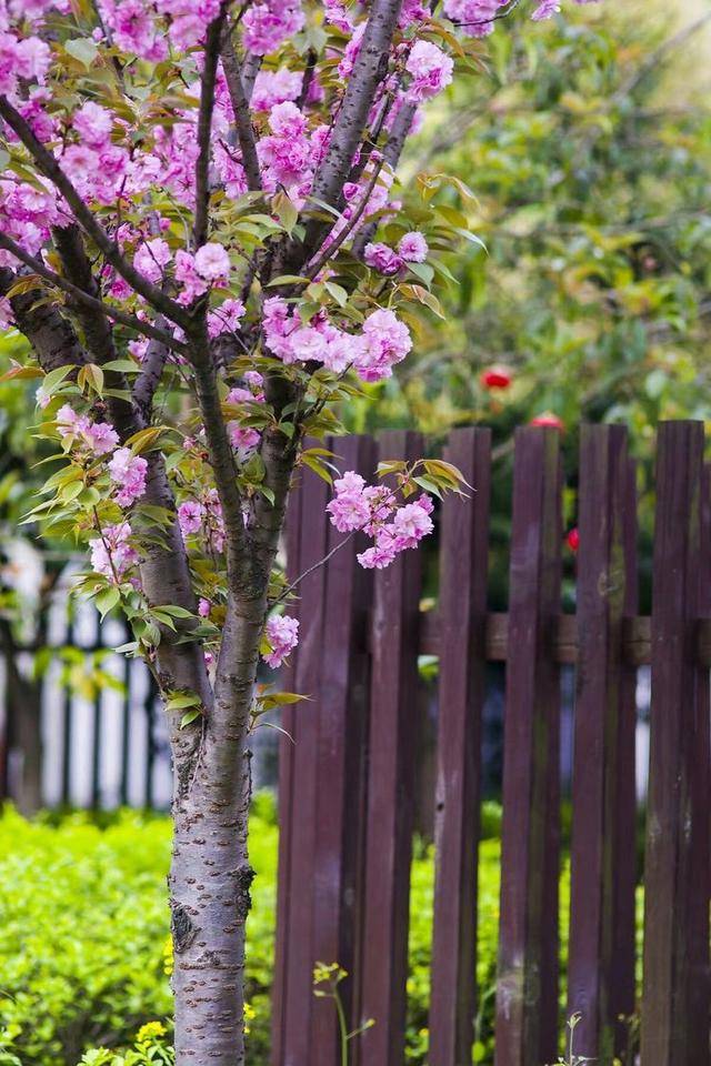 垂枝樱花树,花开烂漫四月天