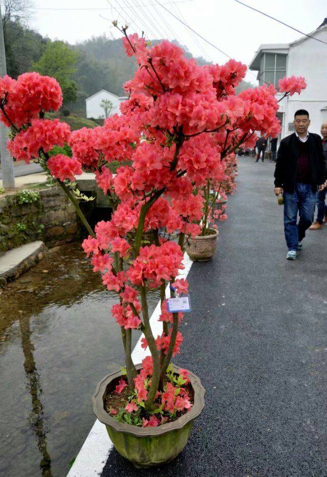 姚村花本人照片图片