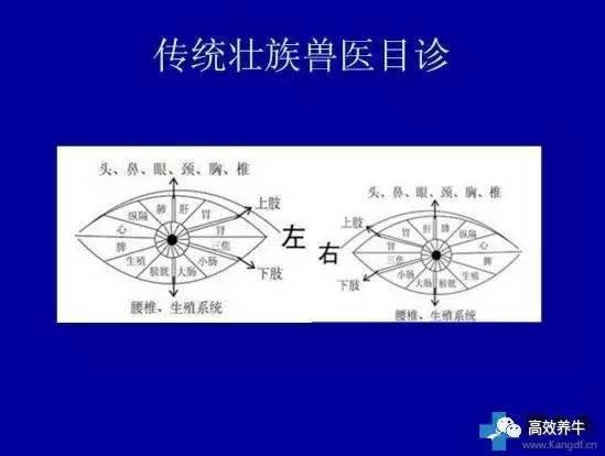 十个字诊断牛病