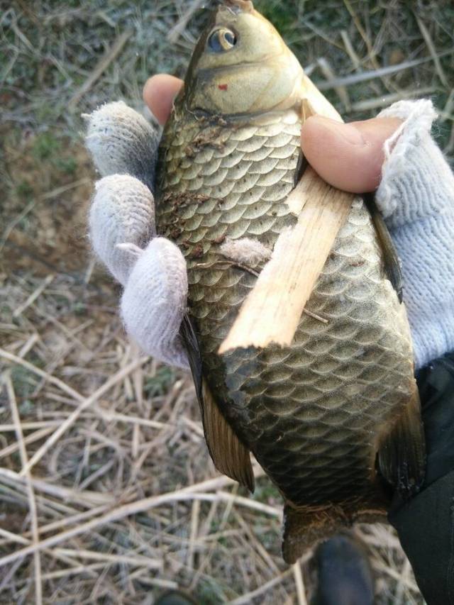 正中黄板鲫,有水草的野生草鲫,我最喜欢在这样的野塘钓鱼.