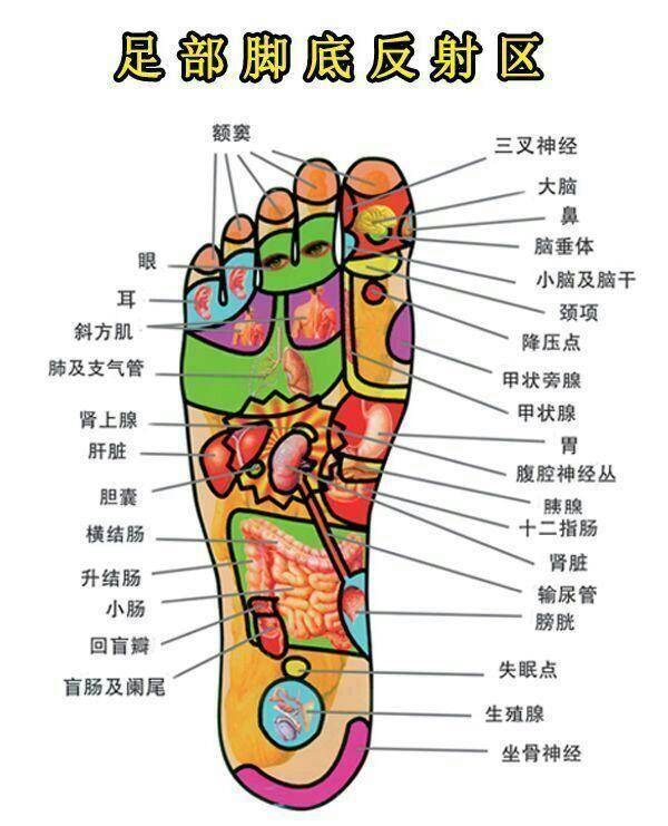 从经络学的观点看,人的五脏六腑的功能在脚上都有相应的穴位