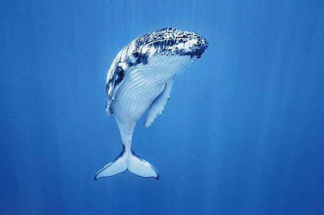 摄影师为给鲸鱼拍照 不顾危险海中亲自拍摄