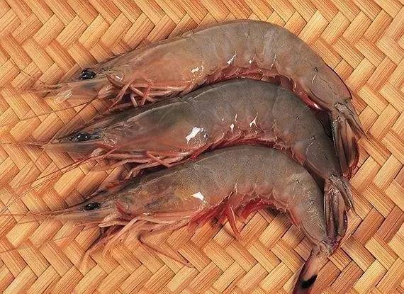 日本囊对虾图片