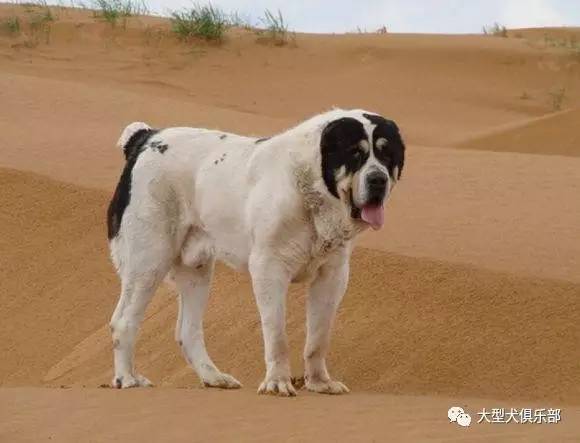 中亚牧羊犬最大图片