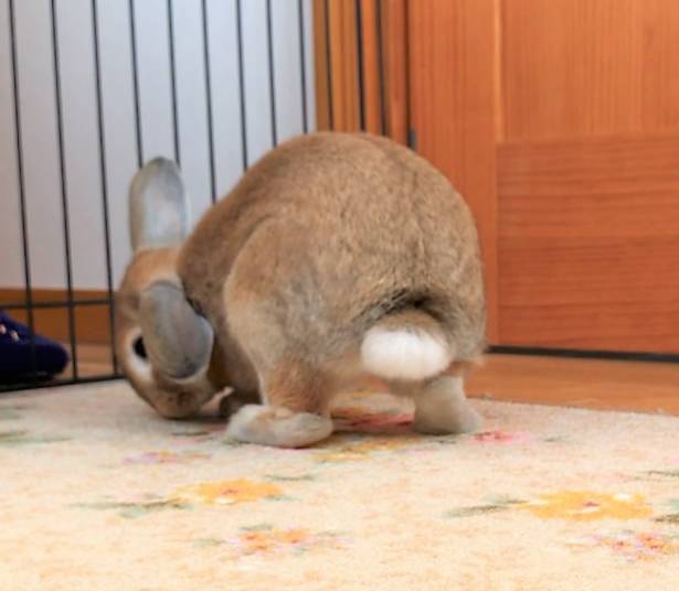 日本一网友在家养了一只兔子,结果抓到一个偷窥狂