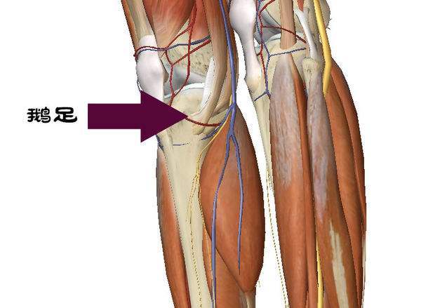 鹅足腱位置图片
