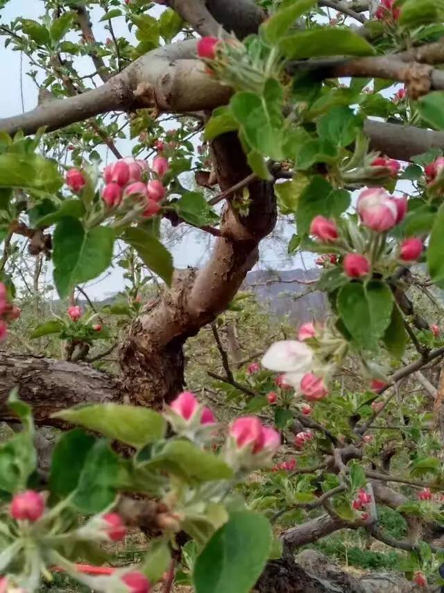 苹果树的花长啥样图片