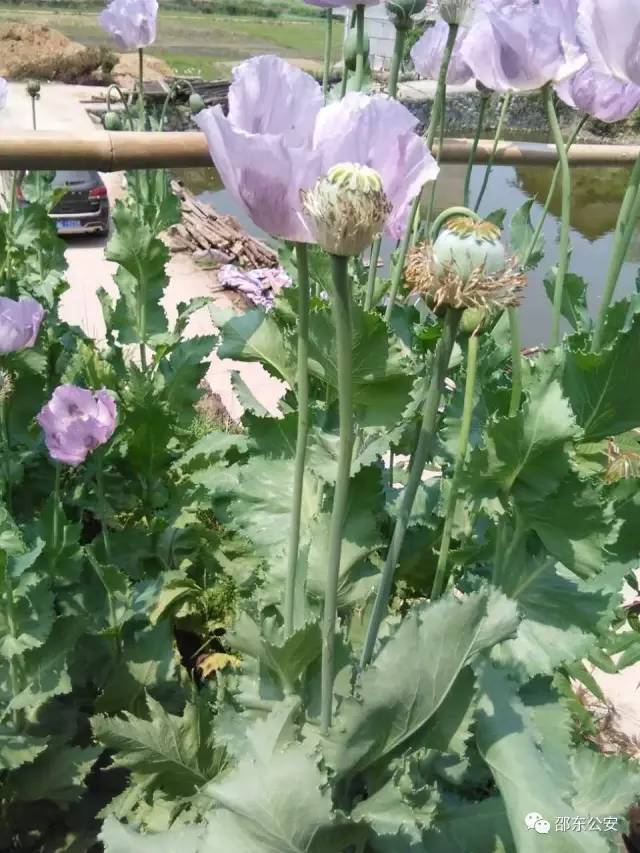 邵東竟然有人種植罌粟花,膽子真大!