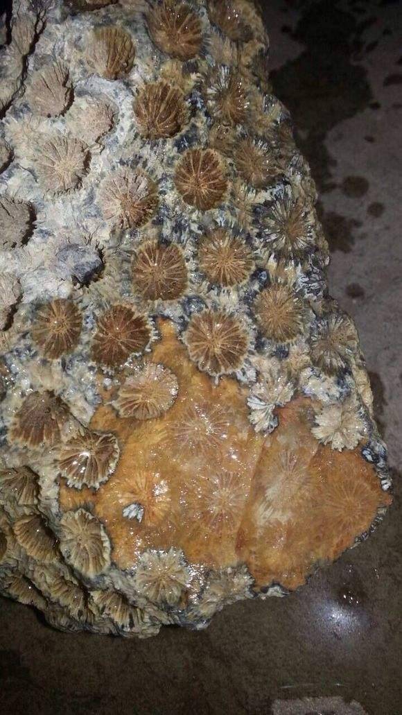 珊瑚玉泡水惨状图片
