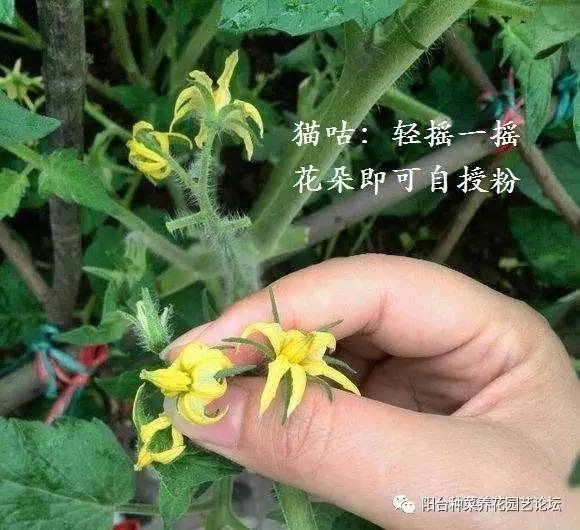 原来番茄原生於南美高原一带,属於两性花,也就是一株花内有雄蕊和雌蕊