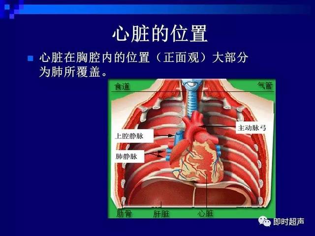 心尖区位置图片图片