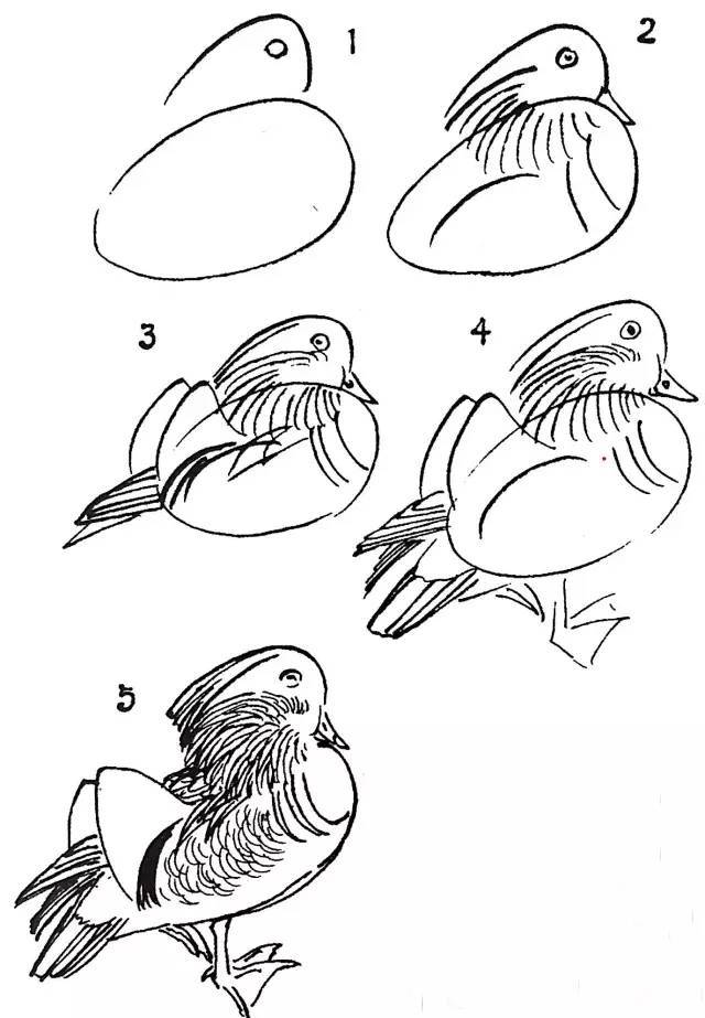 鸳鸯的基本画法