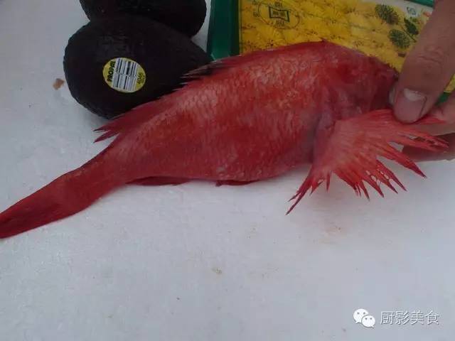 浙南地区(青田,永嘉)的养在稻田里的一种鱼,全身红色