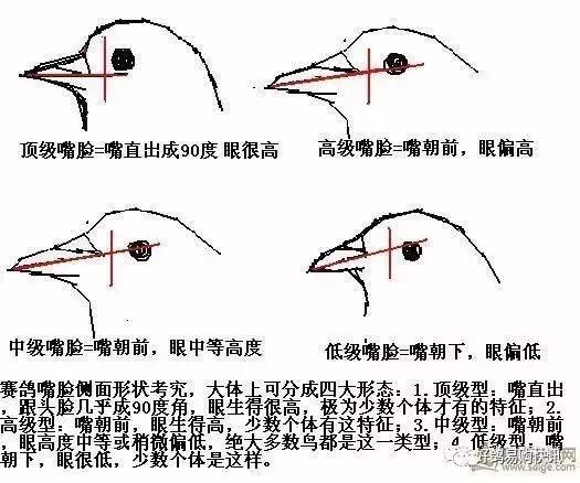 邓文敏鉴鸽公母手法图图片