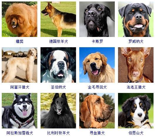 178种狗狗品种大全，原来按体型、智商都是这么分