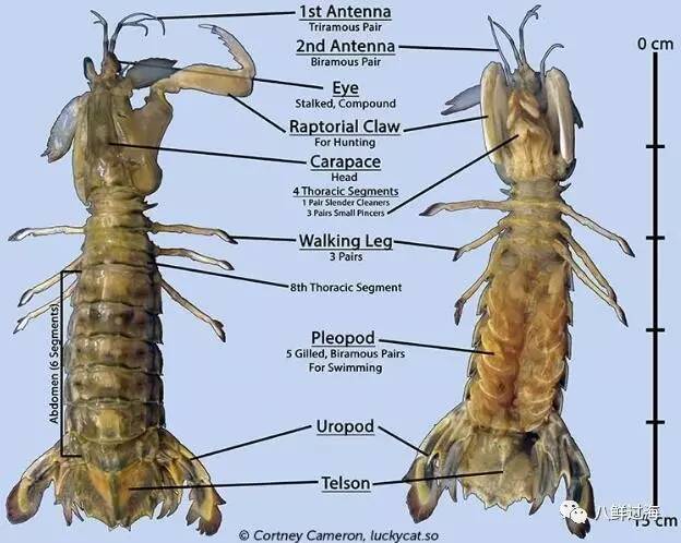 口虾蛄一侧附肢图图片