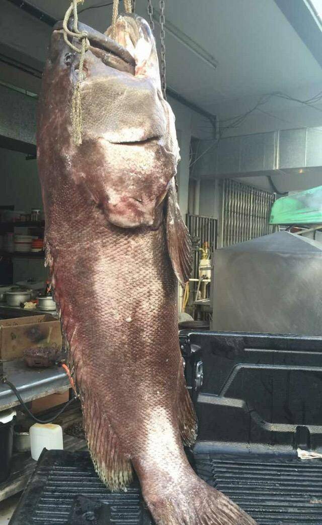 钓获300斤龙趸大石斑鱼,光一个鱼肝就重达9斤