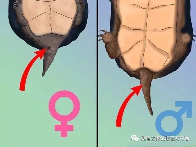 辐射陆龟公母区分图片