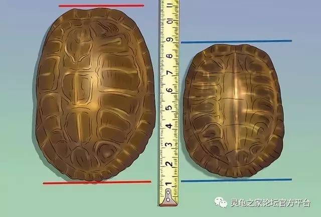 黄喉拟水龟公母区分图图片
