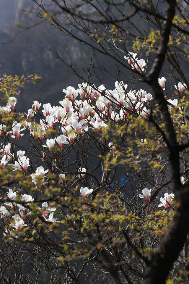 黄山春景图片