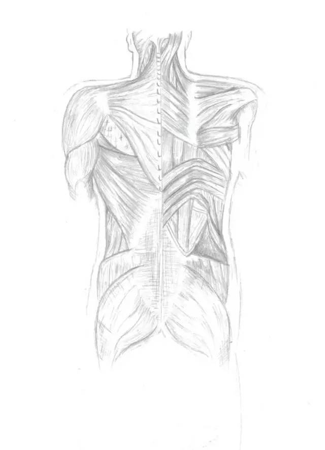 背部肌肉手绘图片