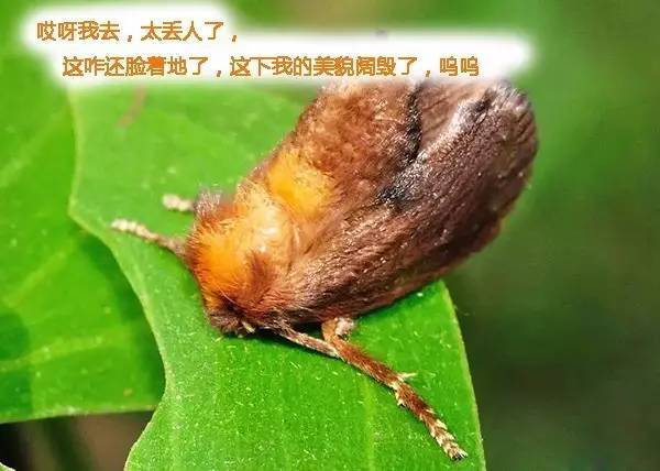 蟹黄水晶毛毛虫