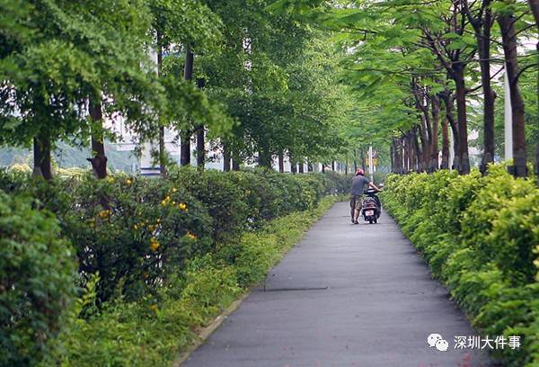 深圳光明大道图片图片