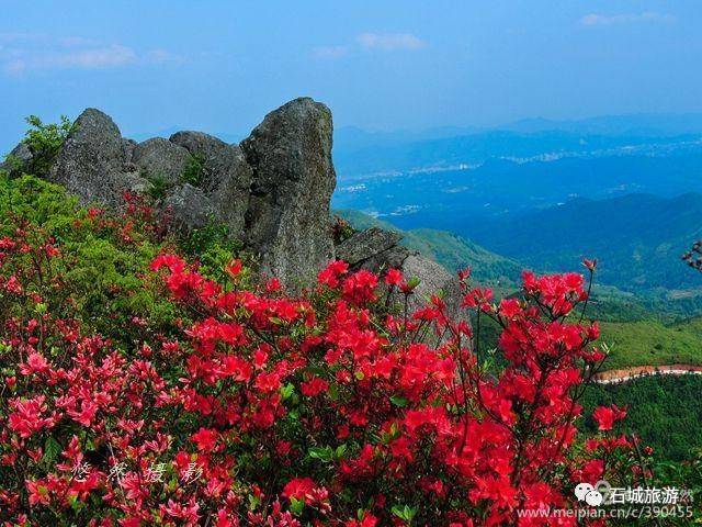 石城小松仙桃景区图片