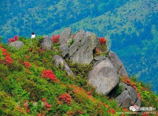 石城小松仙桃景区图片