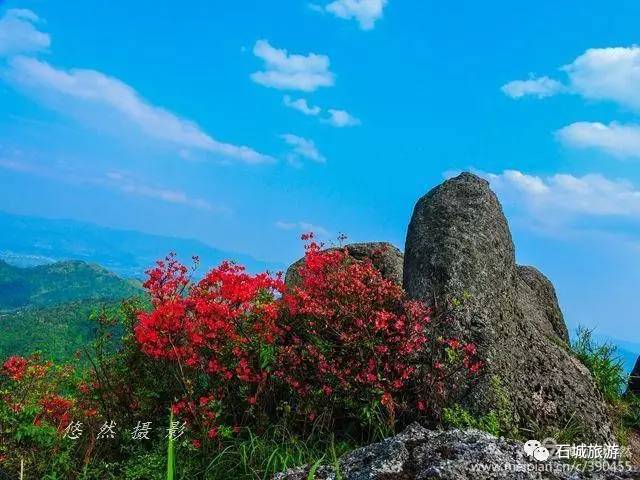 石城小松仙桃景区图片