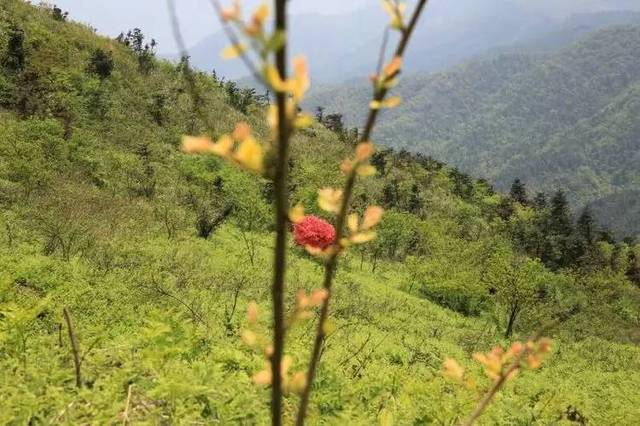 中国大妈游双牌磨子岭 看到这风景秒变少女