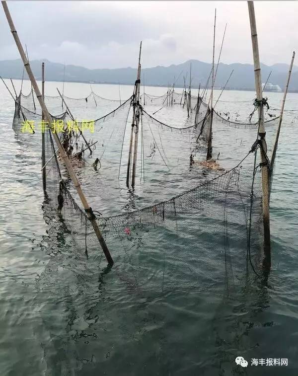 网友出海钓鱼,在鮜门芒屿岛海域附近,发现有人放置天罗地网进行捕鱼