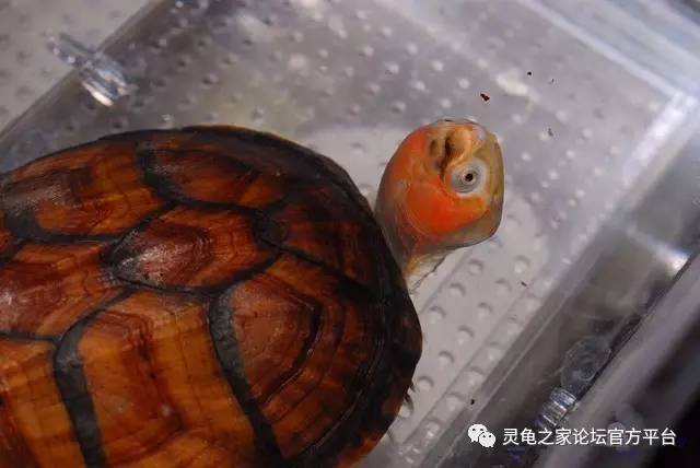 蝎泽龟的4个亚种 白喉泥龟与红面泥龟的区分