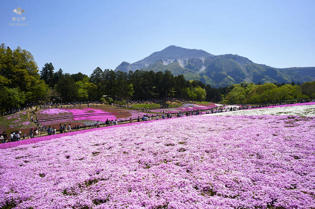 羊山公园樱花图片