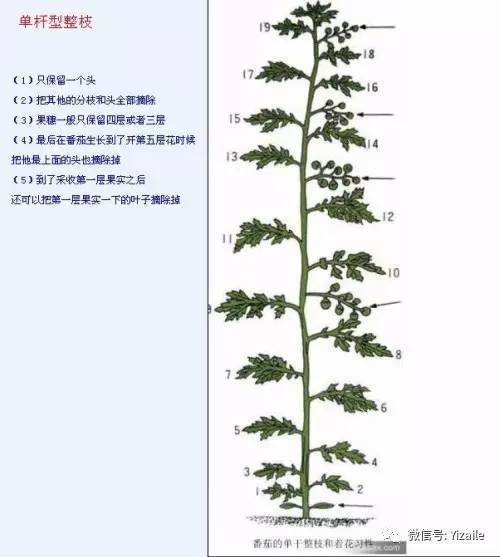 西红柿什么时候打叉图片