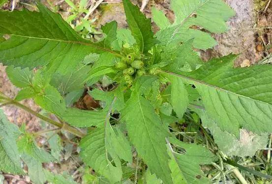 雲南人桌上的這些草藥菜,吃過5種算土豪,吃過8種算貴族!