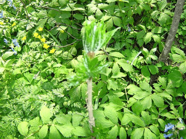 農村植物奇葩多帶刺植物竟能祛風溼強筋骨