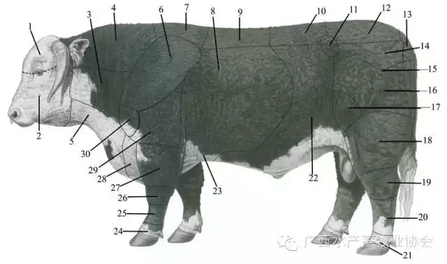 怎样给牛估算体重?