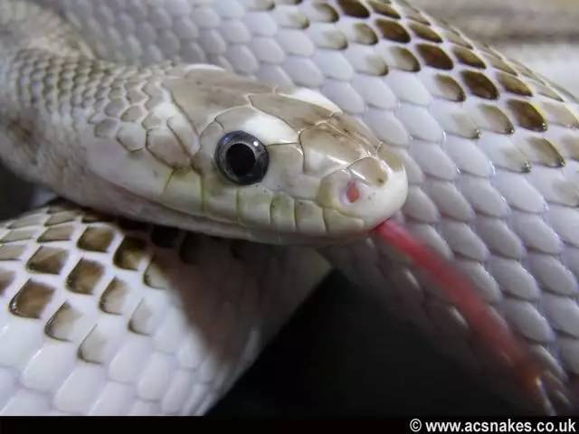 白变异德州鼠蛇图片