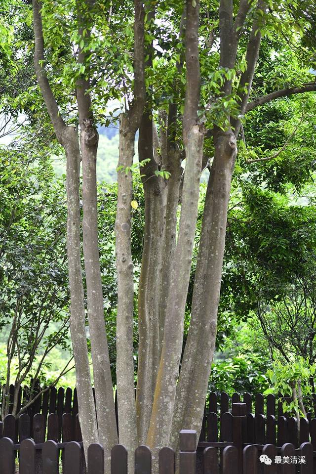 今年,莞香园在铁场培育了100万株莞香树苗,在山上新增种植了10万株莞