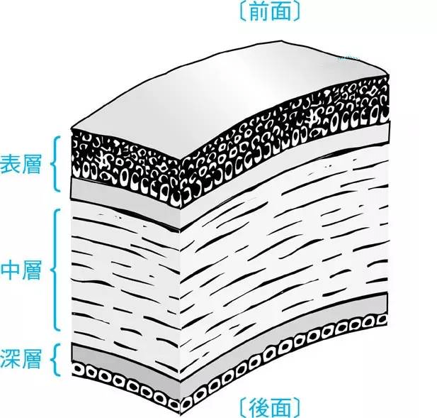 虹膜结构分层图片