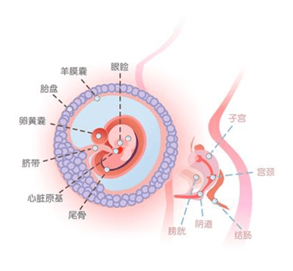 怀孕8周胎儿发育图片图片