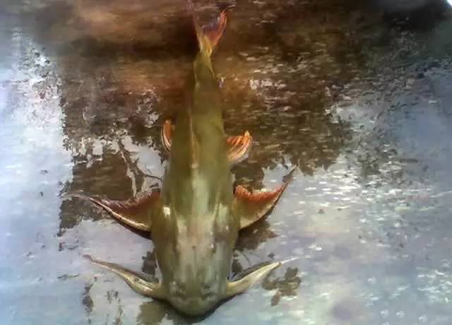 澜沧江水系中的奇鱼之一,性子凶猛,肉色金黄