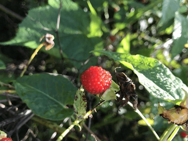 刺泡,有名覆盆子,樹莓,三月泡,散見於村頭山後.