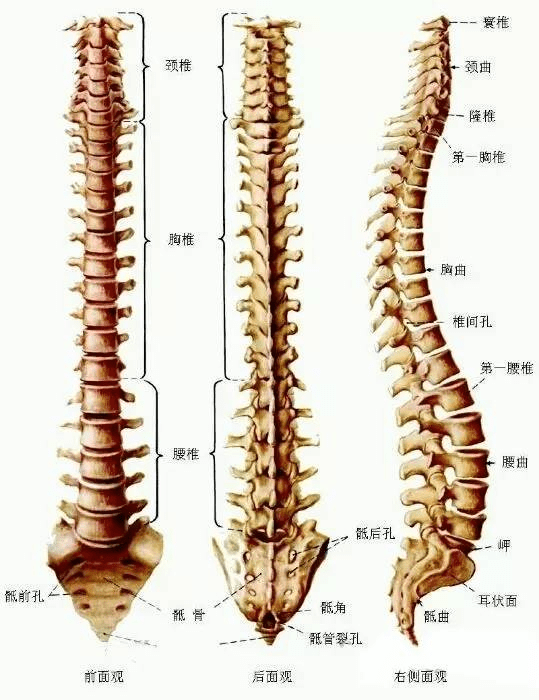 脊椎的准确位置图片图片