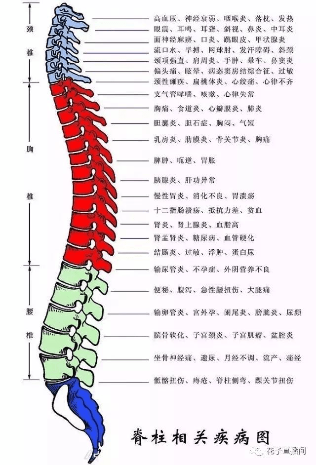 颈椎结构图片分解图图片