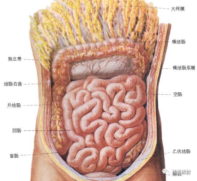 横结肠的位置图片