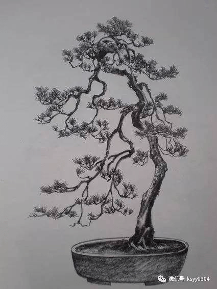 盆景素描鉴赏