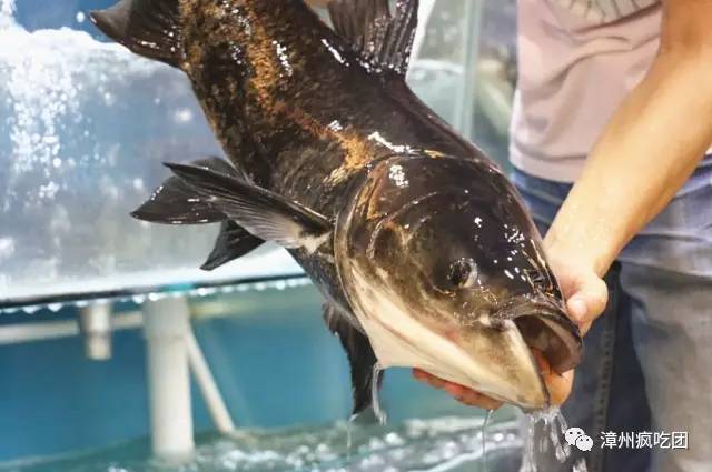 活的千島湖有機魚要佔領漳州這家店了!組團吃魚走起!味道超驚豔!