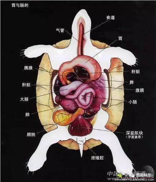 甲鱼的内脏解剖图图片
